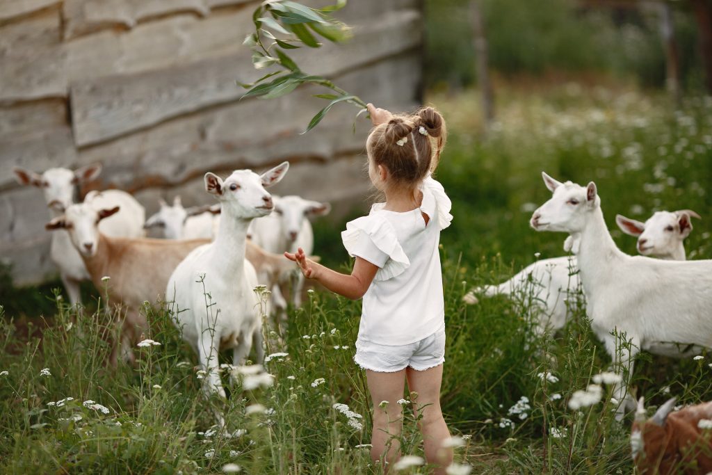 Kinderboerderij in Haarlemmermeer