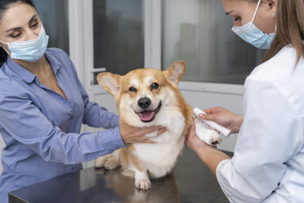 Dierenkliniek in Haarlemmermeer