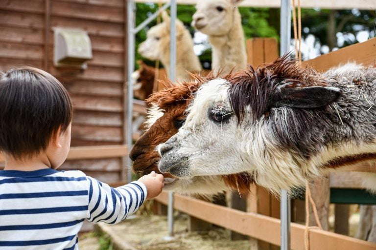 Website index Kinderboerderij in Haarlemmermeer