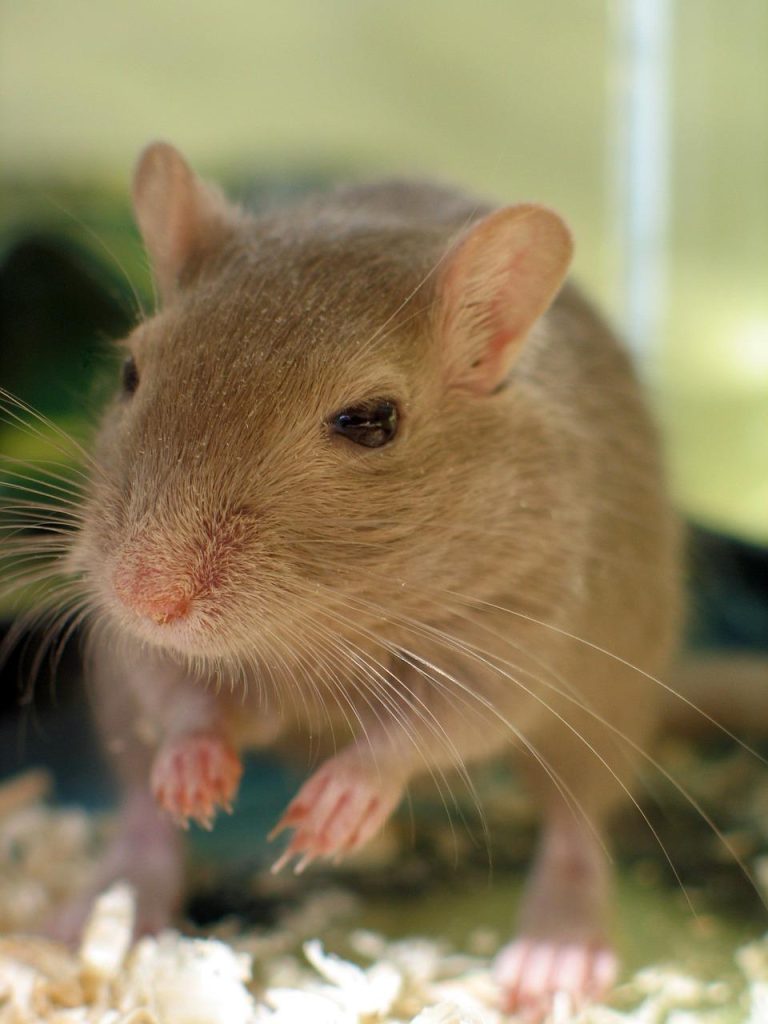 Dierenwinkel in Haarlemmermeer